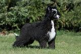 CHIEN NU CHINOIS 048